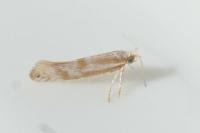 Argyresthia abdominalis