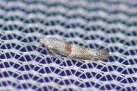 Cedestis subfasciella
