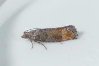 Clavigesta purdeyi