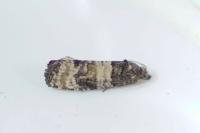 Piniphila bifasciana