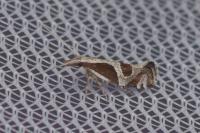 Eidophasia hufnagelii