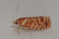 Rhyacionia pinicolana