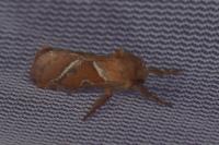 Triodia sylvina