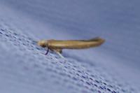 Zelleria hepariella