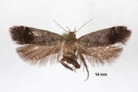 Anacampsis obscurella