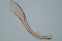 Anacampsis obscurella