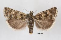 Olethreutes stibiana