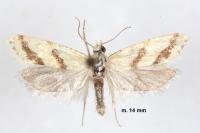 Aethes flagellana