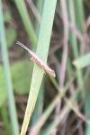 Plutella xylostella