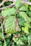 Stigmella aurella