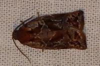 Archips oporana