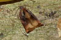 Archips podana