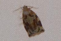 Archips xylosteana