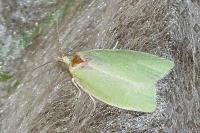 Tortrix viridana