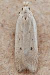 Nothris verbascella
