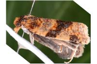 Epagoge grotiana