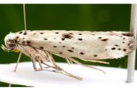 Yponomeuta plumbella