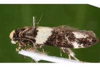 Recurvaria leucatella