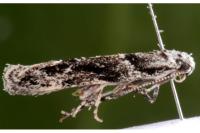 Recurvaria nanella