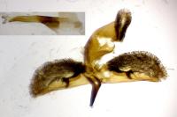Bembecia scopigera