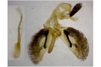 Bembecia ichneumoniformis