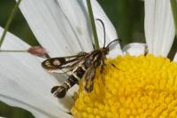 Chamaesphecia empiformis