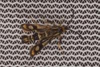 Chamaesphecia empiformis