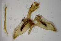 Chamaesphecia empiformis