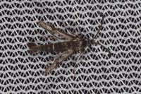 Pyropteron leucomelaenum