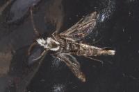 Pyropteron leucomelaenum
