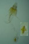 Agnoea josephinae
