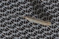 Coleophora pseudorepentis