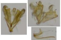 Coleophora pseudorepentis