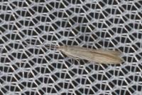 Coleophora lassella
