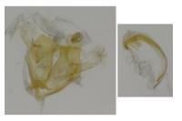 Coleophora lassella