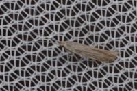 Coleophora lassella