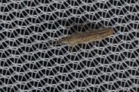 Coleophora texanella