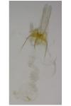 Coleophora texanella