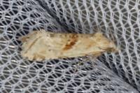Cochylimorpha straminea