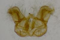 Cochylimorpha straminea