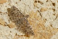 Alucita huebneri