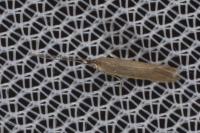 Coleophora adjunctella