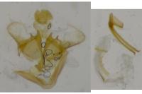 Coleophora adjunctella