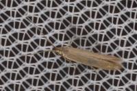 Coleophora adjunctella