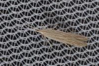 Coleophora adspersella