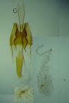 Coleophora silenella