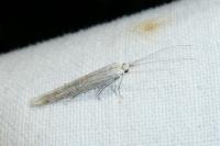 Coleophora silenella