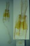 Coleophora dianthi