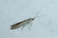 Coleophora dianthi