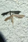 Emmelina monodactyla
